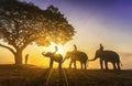 Elephant trainer and Three mahout with three elephants walking to a tree during a sunrise silhouette. vintage style. The