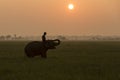 Elephant training in thailand during sunset silhouetted