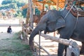 Elephant in trapping pen