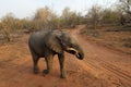 Elephant with a tree in his mouth walking