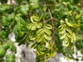 Elephant Tree is a rare native tree with small yellow