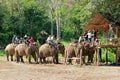 Elephant trekking through jungle Maetaman elephant camp chiangmai northern Thailand