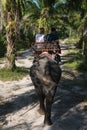 Elephant Trekking near Krabi in southern Thailand.