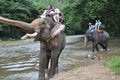 Elephant trekking in thailand