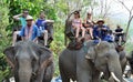 Elephant Trekking