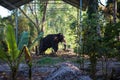 Elephant in the tropical jungles of India, Kerala.