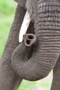 Elephant trunk Royalty Free Stock Photo