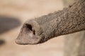 Elephant trunk Royalty Free Stock Photo