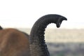 Elephant Trunk Royalty Free Stock Photo