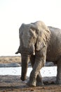 Stark contrast as this elephant drinks Royalty Free Stock Photo