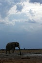 Stark contrast as this elephant drinks Royalty Free Stock Photo