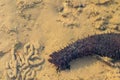 Elephant Trunk Sea Cucumber (Thelenota anax) Crawling on the Bottom Royalty Free Stock Photo