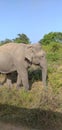 Elephant trying to cross the road