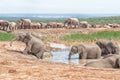 Elephant trying to get out of waterhole