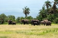 Elephant in Tsavo East National park. Kenya. A family of African elephants bathes in mud. Royalty Free Stock Photo