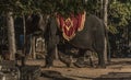 Elephant with turist near Angkor Wat temple