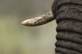 Elephant tusk South Africa