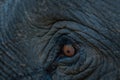 Elephant tusker eye closeup