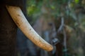 An Elephant tusker long tusks closeup Royalty Free Stock Photo