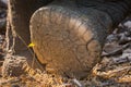 Elephant tusker paw closeup Royalty Free Stock Photo