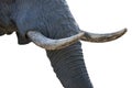 Elephant tusks