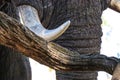 Elephant tusks close up feeding along the banks of the kafue river in zambia Royalty Free Stock Photo