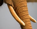 Elephant Tusks