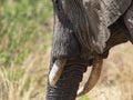 Elephant tusks and lower face