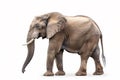 Elephant With Tusks Standing in Front of White Background