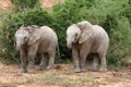 Elephant Twins Royalty Free Stock Photo