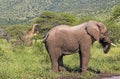 Elephant and Two Giraffe in Natural Wilderness Landscape