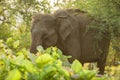 Elephant in Uda Walawe National Park, Sri Lanka Royalty Free Stock Photo