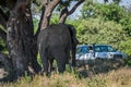 Elephant under tree approaching jeep on track Royalty Free Stock Photo