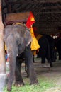 Elephant in captivity used to give tours to tourists through cities in Asia. Royalty Free Stock Photo