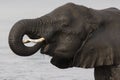 Elephant using trunk to drink water Royalty Free Stock Photo
