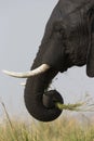 Elephant using trunk to get grass to eat Royalty Free Stock Photo