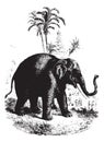 Elephant, vintage engraving