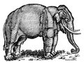 Elephant, vintage illustration