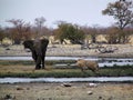 Elephant vs lion
