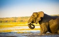 Elephant Wading Across Chobe River Botswana Royalty Free Stock Photo