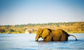 Elephant Wading Across Chobe River Botswana Royalty Free Stock Photo
