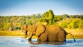 Elephant Wading Across Chobe River Botswana Royalty Free Stock Photo