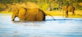 Elephant Wading Across Chobe River Botswana Royalty Free Stock Photo