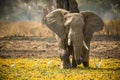 Elephant wading thru the water Royalty Free Stock Photo