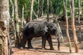 Elephant waiting for feeding at Kottoor, Kappukadu Elephant Rehabilitation Centre