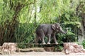 Elephant walk on the tightrope Royalty Free Stock Photo