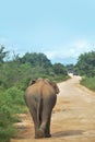 Elephant walk towards Jeeps- Udawalawe National Park, Sri Lanka.