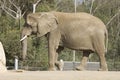 Elephant Walking