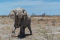 an elephant walking across the desert toward a bushy area Royalty Free Stock Photo