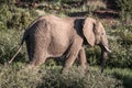 Elephant Royalty Free Stock Photo